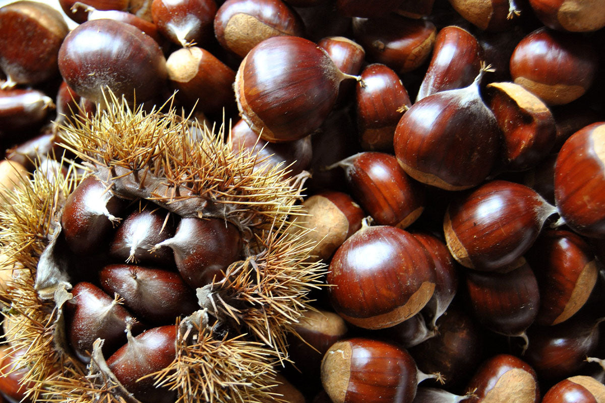 castagne-monte-amiata