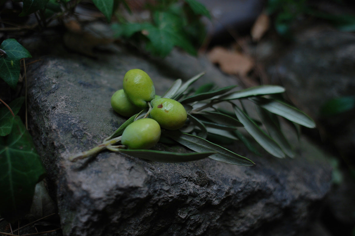 olio-toscano-prezzo