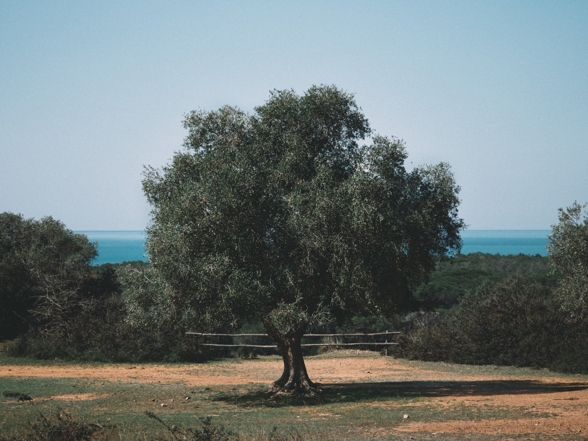 Antico Frantoio Del Parco