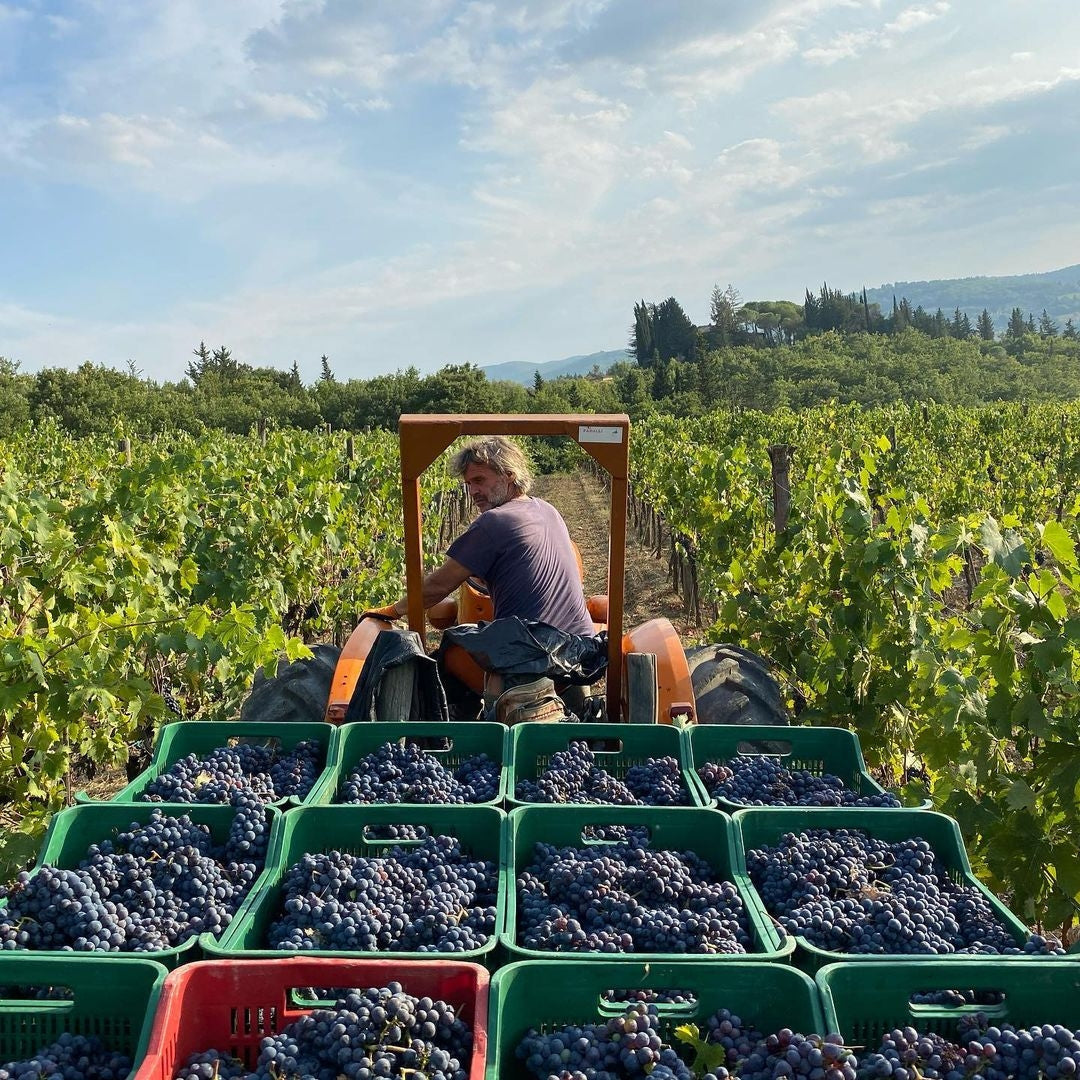 Bolgheri Red Wines