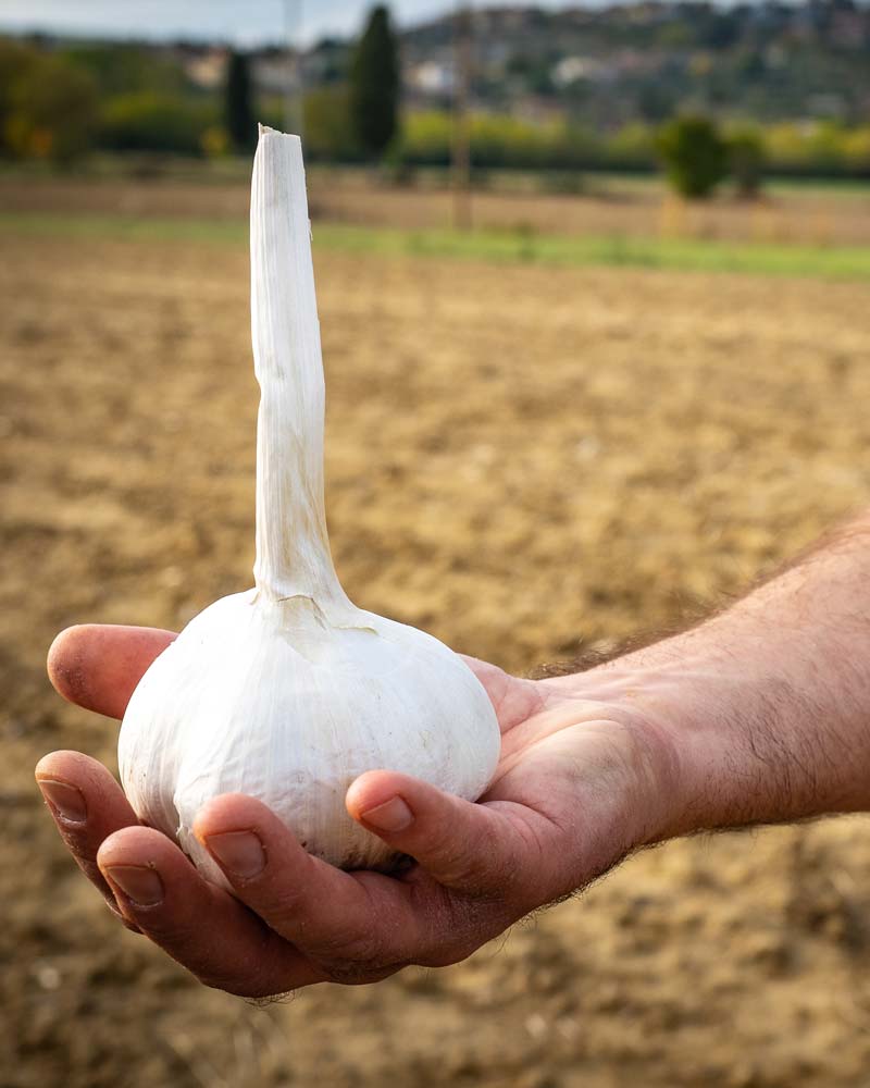 Tuscan Elephant Garlic