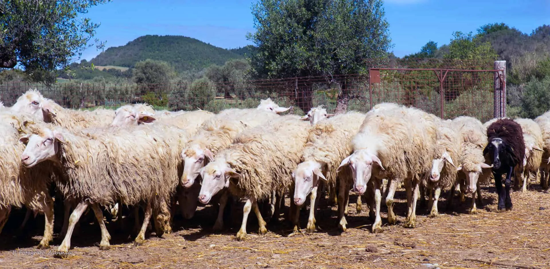 La Valle degli Ulivi