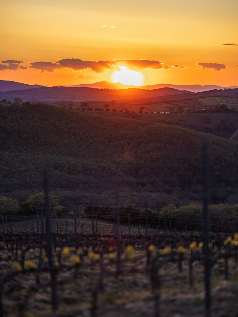 Visit to the production cellar and vineyards+ tasting Poggio Nibbiale