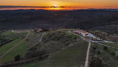 Visit to the production cellar and vineyards+ tasting Poggio Nibbiale